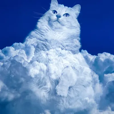 Cumulus Cat