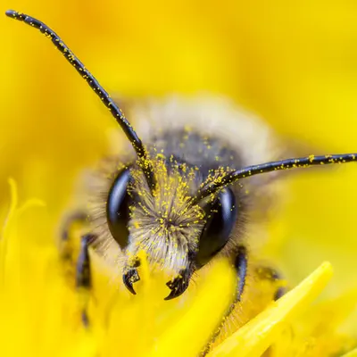 The Buzz of Life