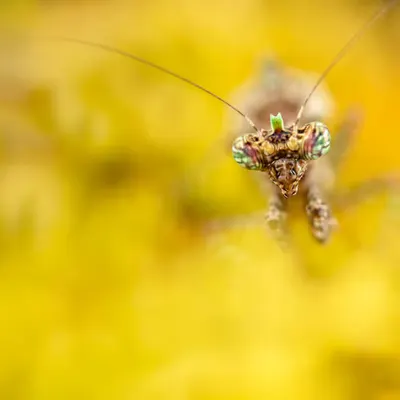 The Golden Hunter