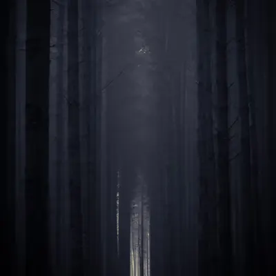 Cathedral 
