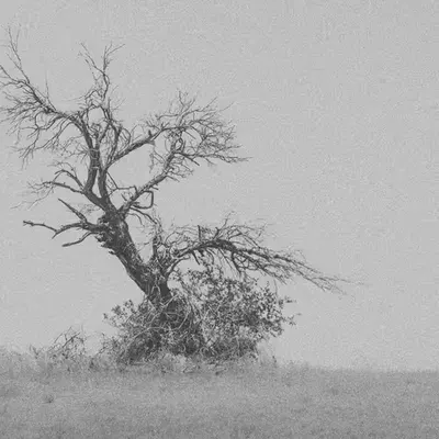 The Bellowing Tree