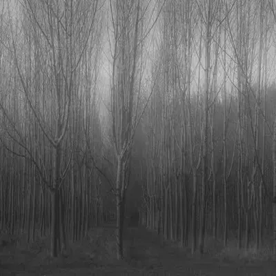 Into The Darkwoods