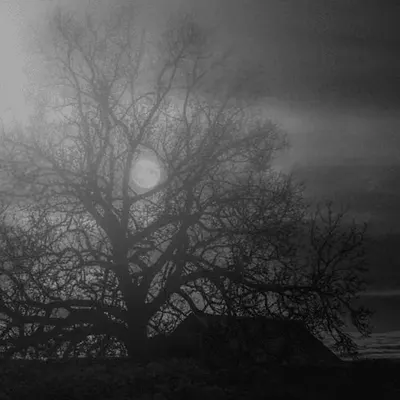The Last House Under the Wither Moon Tree
