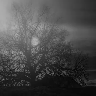 That Last House Under The Wither Moon Tree