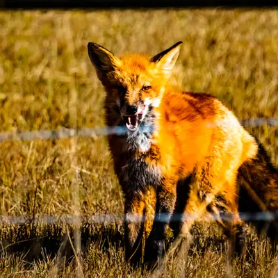 Red Fox