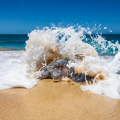 Honu Sunshine