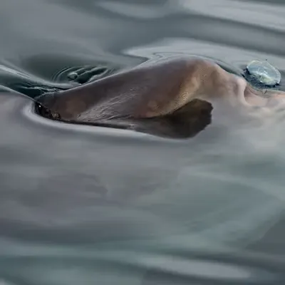 Alien Fish Does Eat