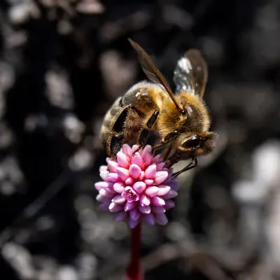 Bee Feast