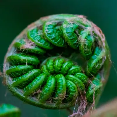 Fern is Born