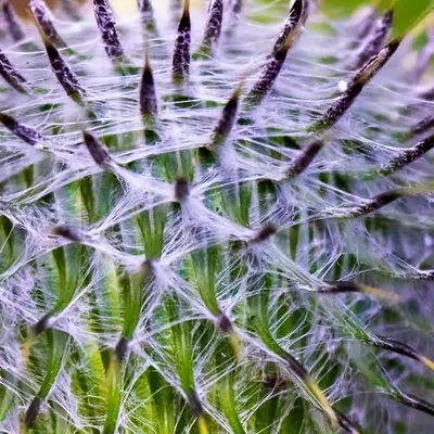 Tropical Forest Cactus
