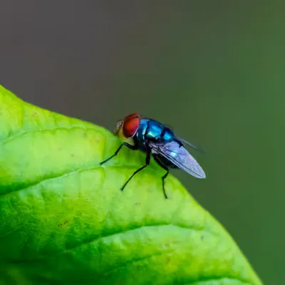 Fruit Fly