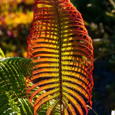 Infant Fern 