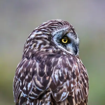 Fluffy Owl Hunting 
