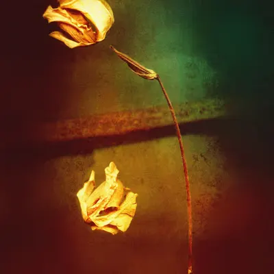 Untitled (From Herbarium Serie)
