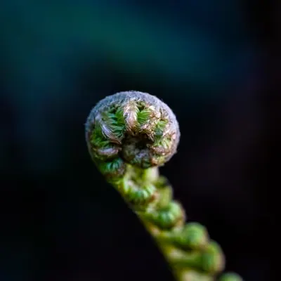 Tropical Alien 