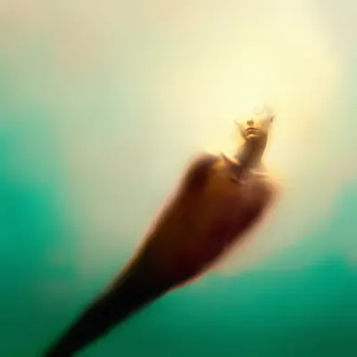 Untitled 4 | From Darshan Serie