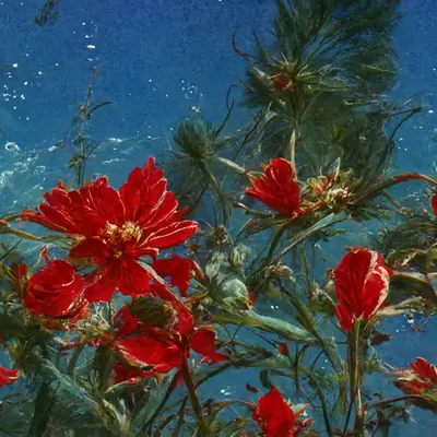 Underwater Blooms