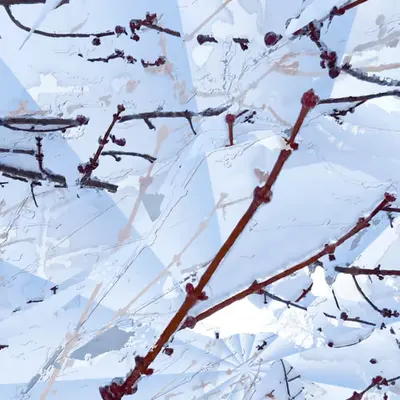 Asia Snow