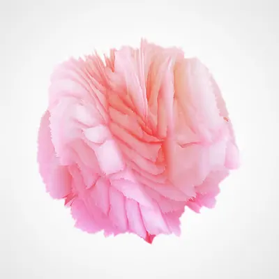 CryptoBlooming 8/9