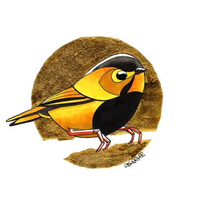 Bird On Gold | Fulvetta