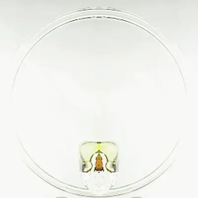 Chalcedony Kiss