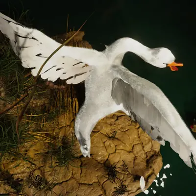 The Exposed Swan  2/3