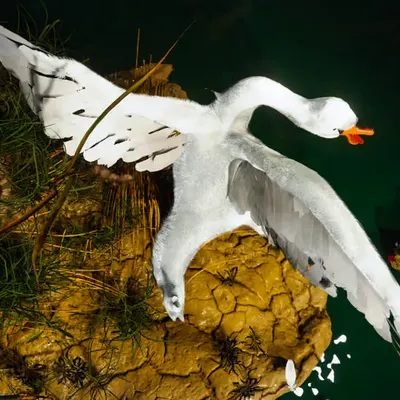The Exposed Swan 2/3