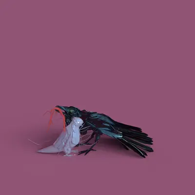 Lovebird