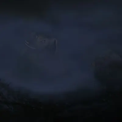 Night Hunting