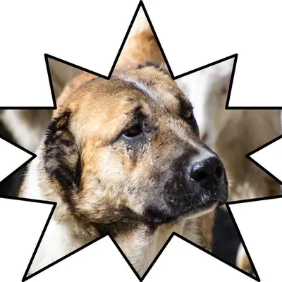 Unknown Shepherd Star