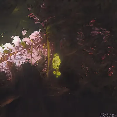 Arboreal Aura