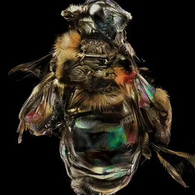 Diverse_Morphology_9234