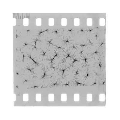 Algæ Film