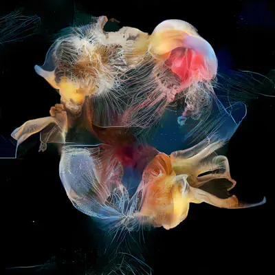 { Collective : Tendrils in Symbiosis }
