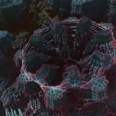 Octagonal life forms