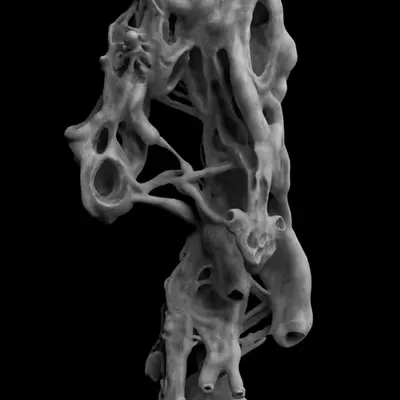 Understanding Dimorphism Specimen
