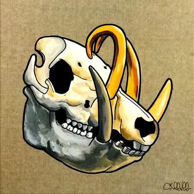 Babirusa Skull