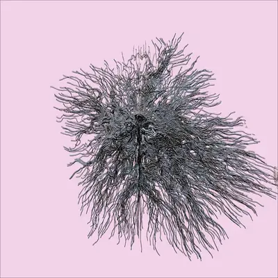 Feather Head #11