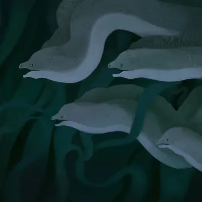A Flock of Eels