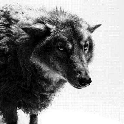 Wolves and Sheep #0