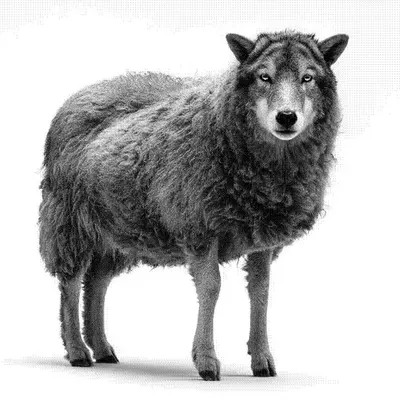 Wolves and Sheep #10