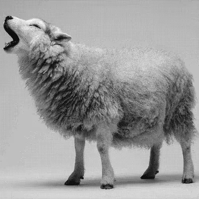 Wolves and Sheep #11