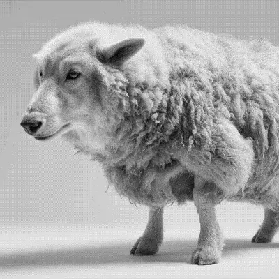 Wolves and Sheep #2