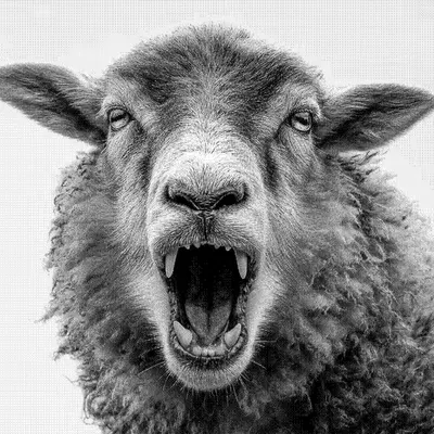 Wolves and Sheep #3