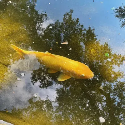 Koi Pond in the Sky