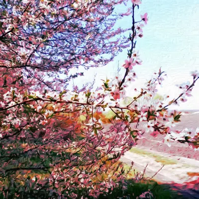 Early blooming Spring flowers in Ukraine
