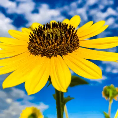 Flowers in the sun