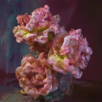 Color Code #62