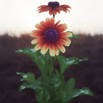 Summertime #12