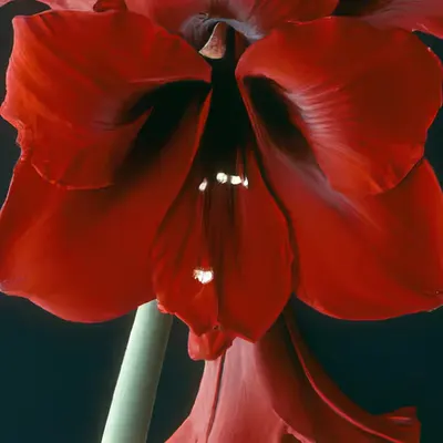 flōs [2]